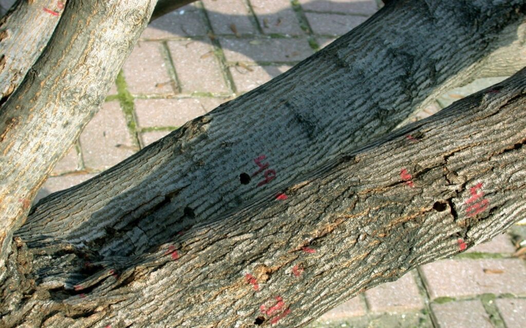Asian longhorned beetle feeding tunnels tree