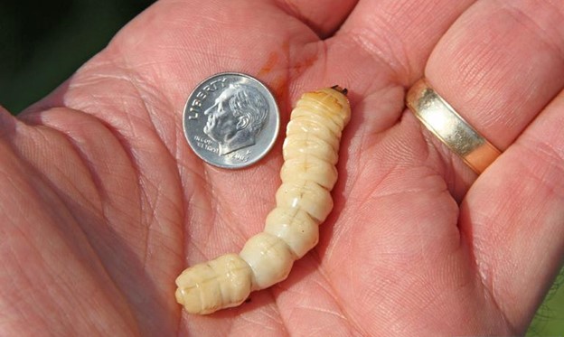 Asian longhorned beetle larva