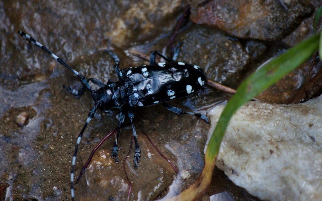 Asian longhorned beetle on wet rocks