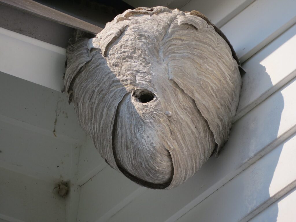 Bald faced hornet nest house