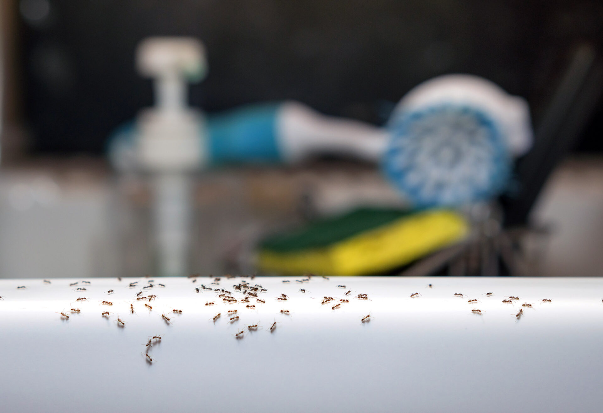 small ants around bathroom sink