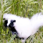 Very white skunk in tall grass