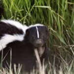 Skunk in tall grass