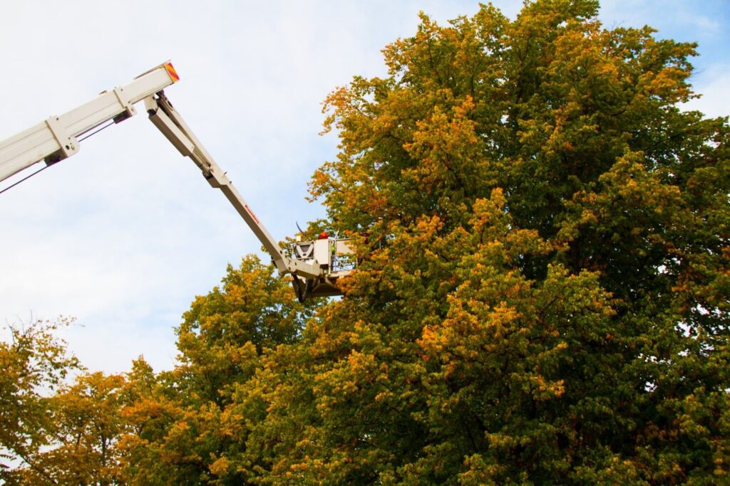 Tree cutting with crane