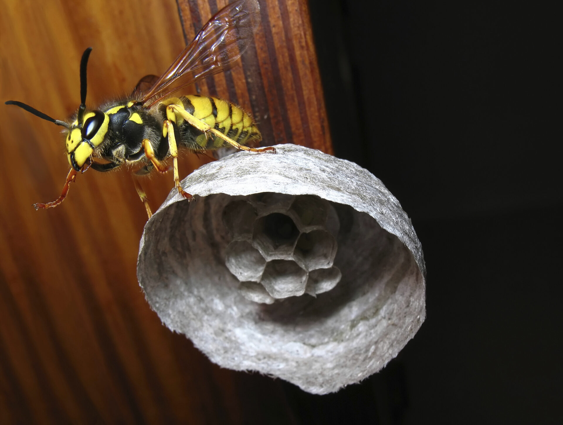 Yellowjacket nest in wall of house