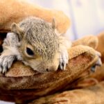 closeup of baby gray squirrel