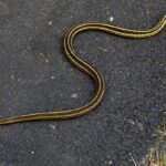 black and yellow garter snake on gray ground