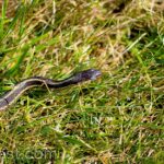 black garter snake slithering through green grass