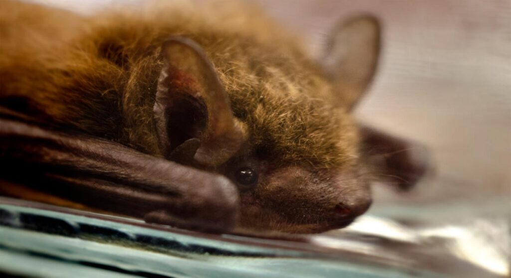 close-up of little brown bat face, blurred background