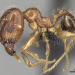 Bigheaded Ant side profile