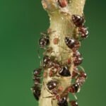 Bigheaded Ants on a branch