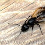 Carpenter ant with wings