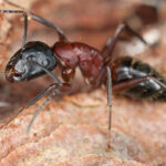 Carpenter ant