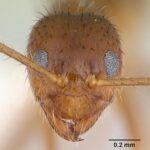 Crazy Ant head close up