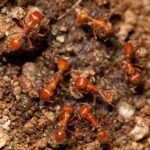 Fire Ant colony