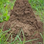 Fire Ant colony mound