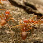 Fire Ant colony