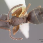 Odorous House Ant close up