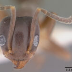Odorous House Ant head close up