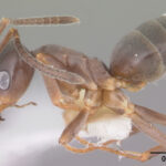 Odorous House Ant side profile