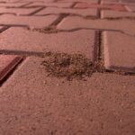 Pavement Ant mound on brick walkway