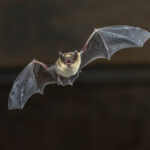 brown bat with gray wings flying through black night sky