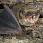 big brown bat with mouth open popping out from gray stone wall