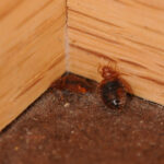 Bed Bugs on wood