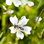 Solitary Ground Bee on flower