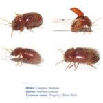 four reddish-brown drugstore beetles on a white background