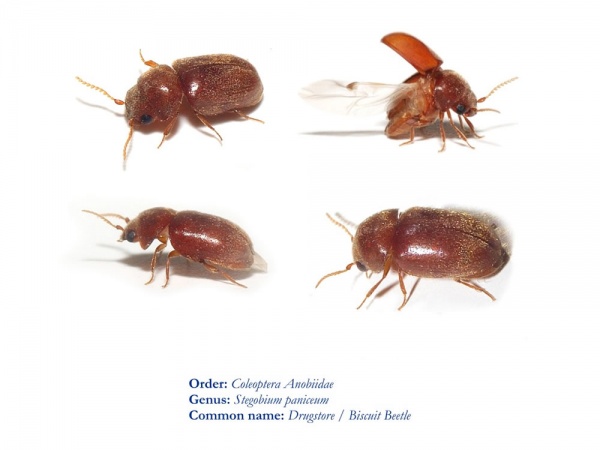 Drugstore Beetle Catseye Pest Control