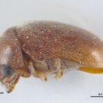 closeup of a reddish-brown drugstore beetle