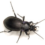 black ground beetle on a white background