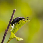 black ground beetle on a green leaf