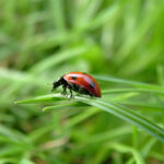 red and black ladybug beetle on a green blade of grass