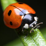 closeup of a black and red ladybug beetle on a green blade of grass
