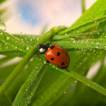 red and black ladybug bird on green grass with water droplets