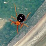 reddish-brown and dark brown spider beetle