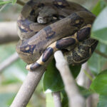 brown boa wrapped in tree branches with green leaves