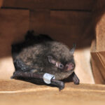 single black Indiana bat captured in brown paper bag with a gray tracking bracelet on its wing