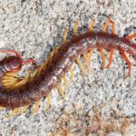 Centipede on stone