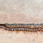 Centipede in crack of stone