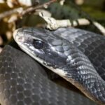 closeup of black snake