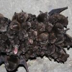cluster of dark brown and black Indiana bats hanging from the ceiling of a gray cave