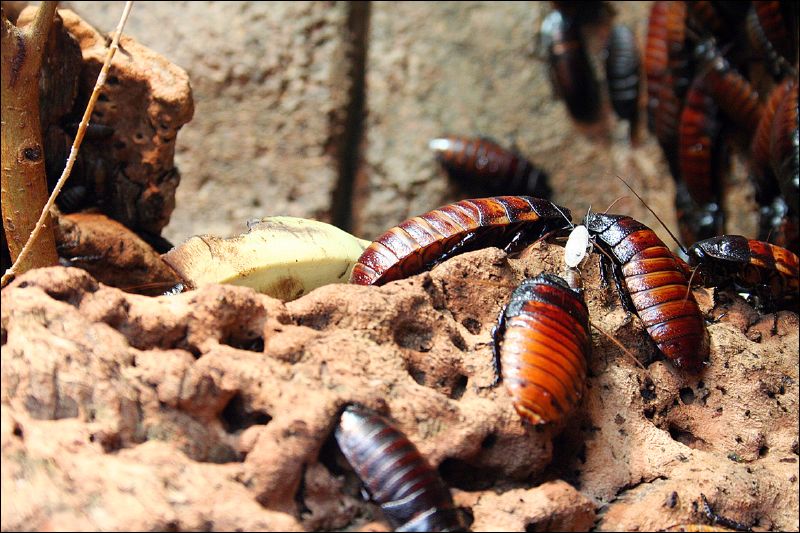 Cockroach colony