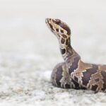 brown rattlesnake on gray pavement