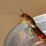 Earwig being a cutie and leaning over edge of metal lid