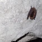 black and brown eastern small-footed bat hanging upside down from ceiling of a gray cave