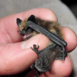 black and brown eastern small-footed bat held by a person's hand