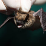 eastern small-footed bat being held by a white-gloved hand on a green blanket